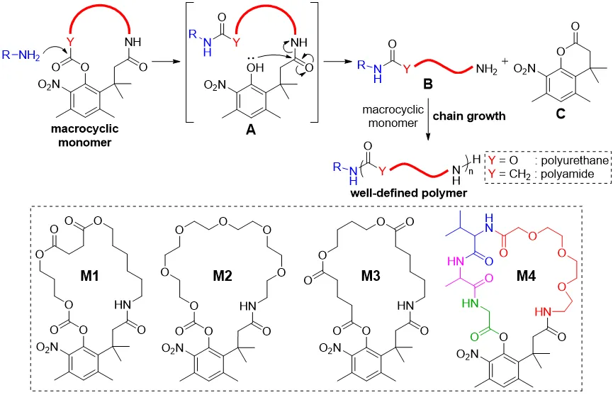 中國科學(xué)院化學(xué)所張科課題組JACS：級聯(lián)反應(yīng)基可控大環(huán)開環(huán)聚合新方法